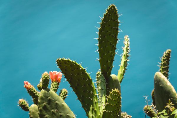 Photo optimized live through hubCDN's image endpoint
